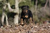 JAGDTERRIER ALLEMAND 062